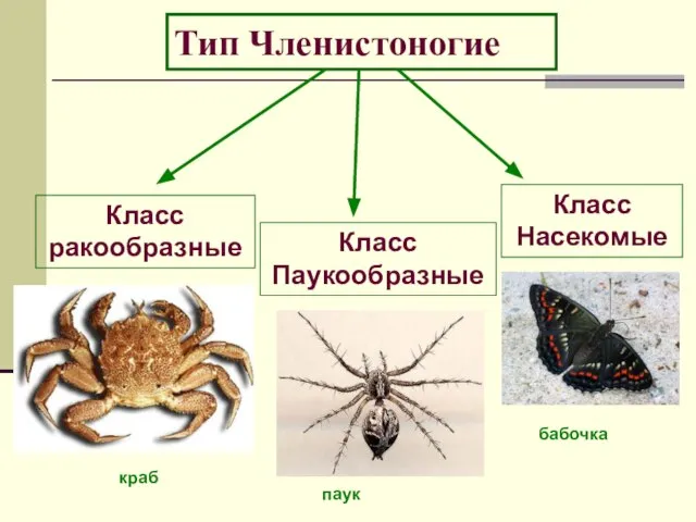 Тип Членистоногие Класс ракообразные Класс Паукообразные Класс Насекомые бабочка паук краб