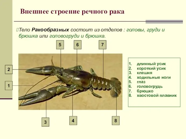 Внешнее строение речного рака Тело Ракообразных состоит из отделов : головы,