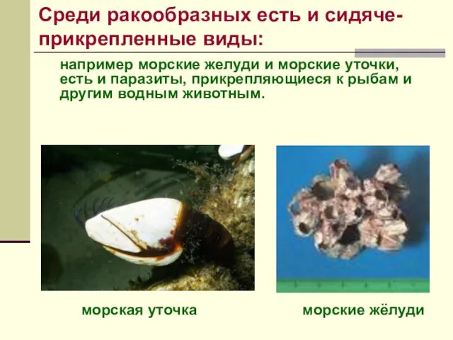 например морские желуди и морские уточки, есть и паразиты, прикрепляющиеся к