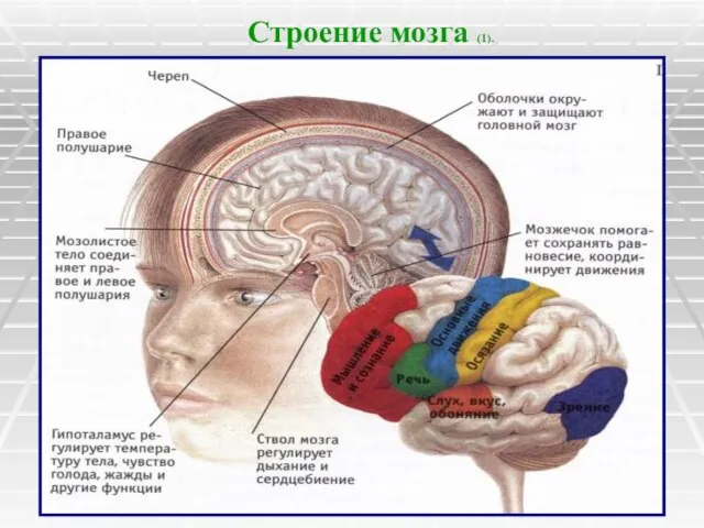 Строение мозга (1).