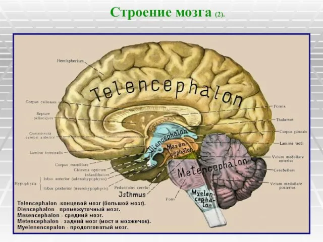 Строение мозга (2).