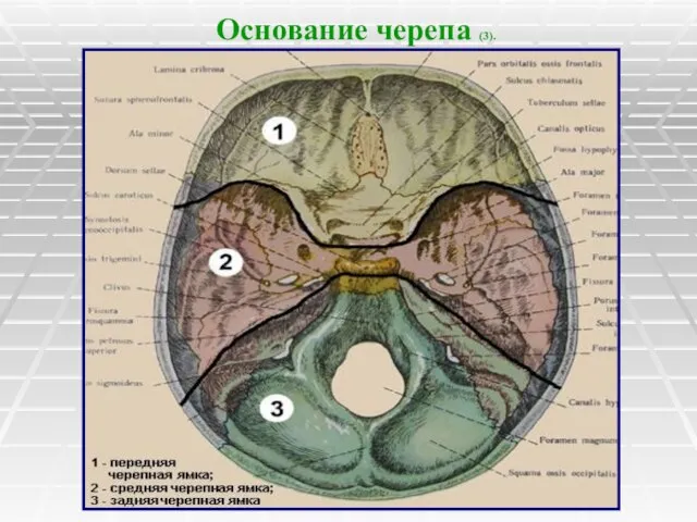 Основание черепа (3).