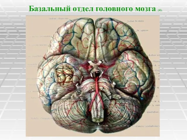 Базальный отдел головного мозга (4).