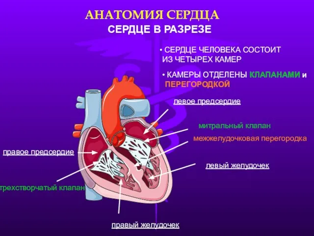 АНАТОМИЯ СЕРДЦА СЕРДЦЕ В РАЗРЕЗЕ СЕРДЦЕ ЧЕЛОВЕКА СОСТОИТ ИЗ ЧЕТЫРЕХ КАМЕР КАМЕРЫ ОТДЕЛЕНЫ КЛАПАНАМИ и ПЕРЕГОРОДКОЙ