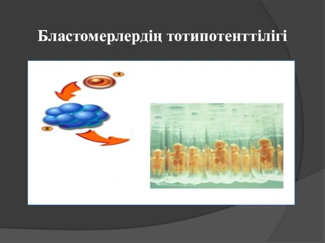 Бластомерлердің тотипотенттілігі