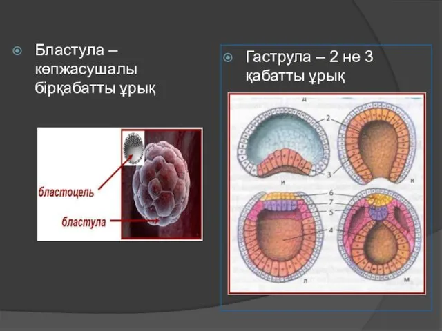 Бластула – көпжасушалы бірқабатты ұрық Гаструла – 2 не 3 қабатты ұрық