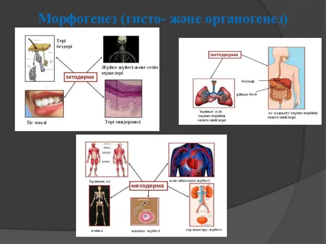 Морфогенез (гисто- және органогенез)