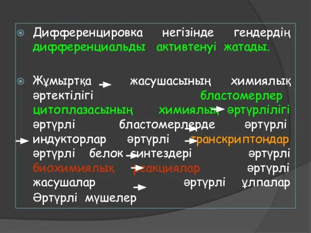 Дифференцировка негізінде гендердің дифференциальды активтенуі жатады. Жұмыртқа жасушасының химиялық әртектілігі бластомерлер