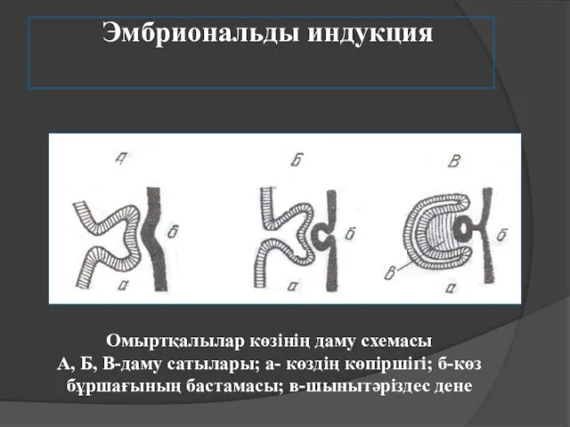 Эмбриональды индукция Омыртқалылар көзінің даму схемасы А, Б, В-даму сатылары; а-