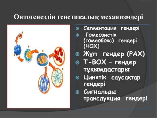 Онтогенездің генетикалық механизмдері Сегментация гендері Гомеозистік (гомеобокс) гендері (HOX) Жұп гендер