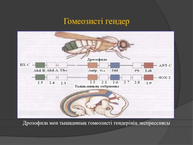 Гомеозисті гендер Дрозофила мен тышқанның гомеозисті гендерінің экспрессиясы