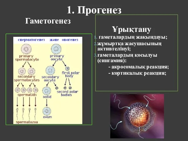 1. Прогенез Гаметогенез Ұрықтану гаметалардың жақындауы; жұмыртқа жасушасының активтелінуі; гаметалардың қосылуы