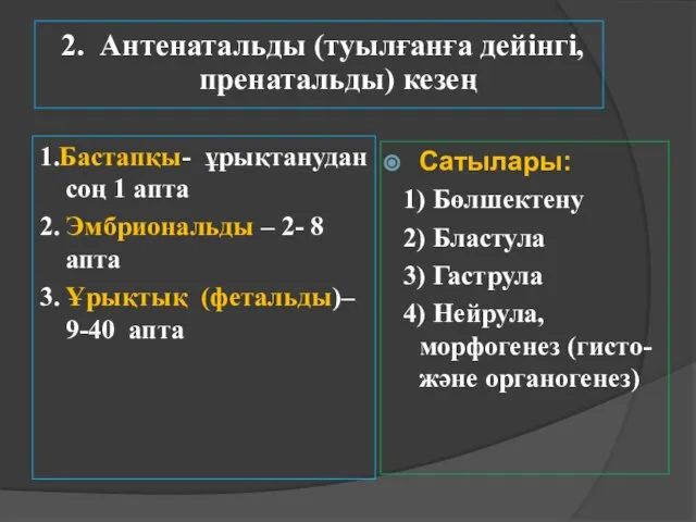 2. Антенатальды (туылғанға дейінгі, пренатальды) кезең 1.Бастапқы- ұрықтанудан соң 1 апта