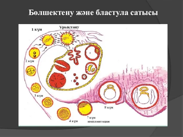 Бөлшектену және бластула сатысы