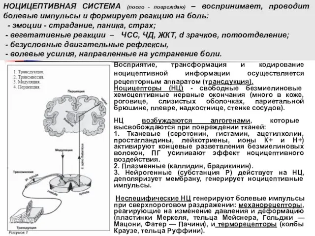 Восприятие, трансформация и кодирование ноцицептивной информации осуществляется рецепторным аппаратом (трансдукция). Ноцицепторы