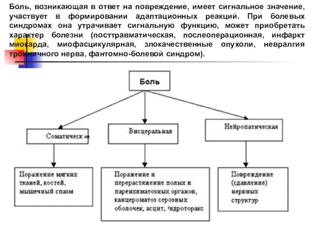 Боль, возникающая в ответ на повреждение, имеет сигнальное значение, участвует в