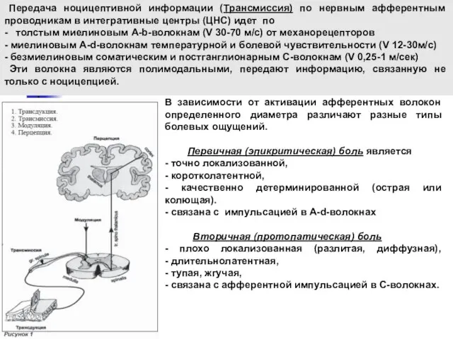 В зависимости от активации афферентных волокон определенного диаметра различают разные типы