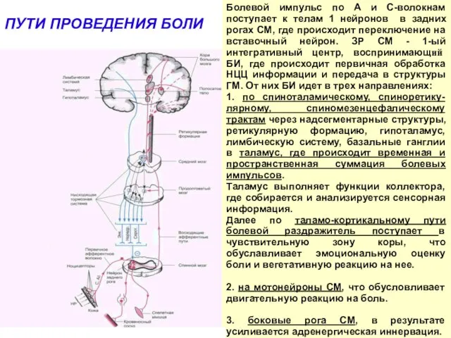 Болевой импульс по А и С-волокнам поступает к телам 1 нейронов