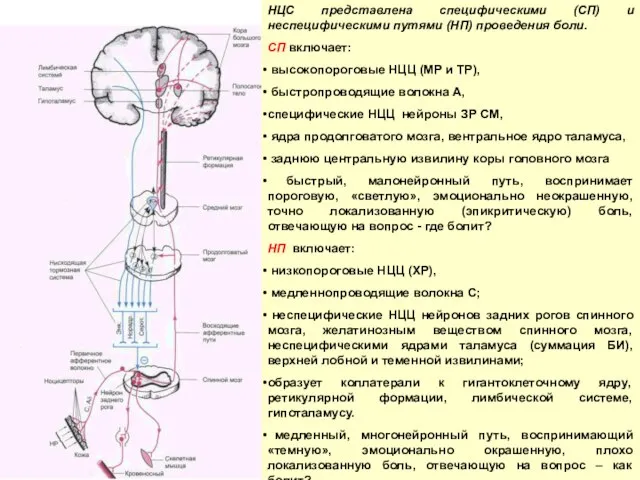 НЦС представлена специфическими (СП) и неспецифическими путями (НП) проведения боли. СП