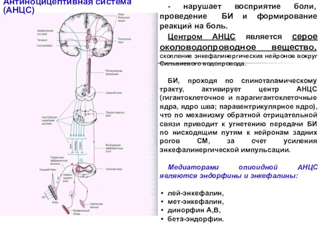 - нарушает восприятие боли, проведение БИ и формирование реакций на боль.