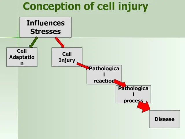 Conception of cell injury Cell Adaptation Pathological process Disease Pathological reaction Influences Stresses Cell Injury