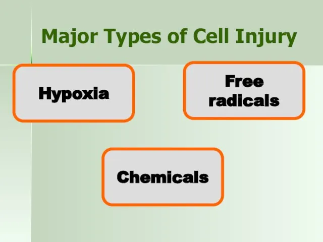 Major Types of Cell Injury Hypoxia Chemicals Free radicals