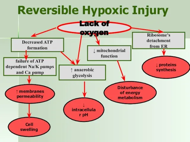 Reversible Hypoxic Injury Lack of oxygen Decreased ATP formation failure of