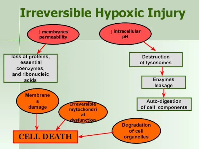 Irreversible Hypoxic Injury ↑ membranes permeability Irreversible mytochondrial dysfunction ↓ intracellular