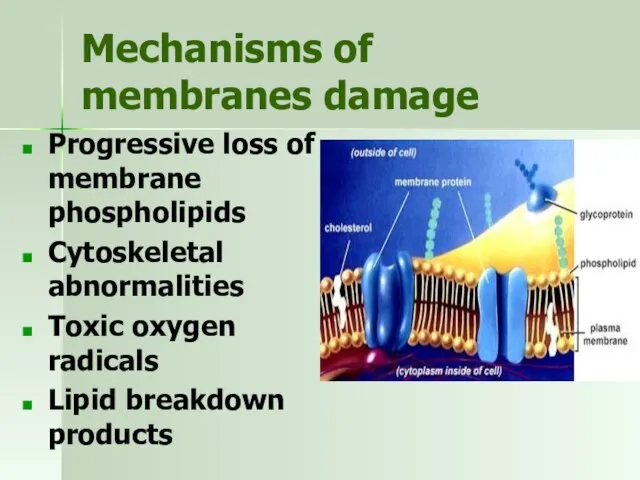Mechanisms of membranes damage Progressive loss of membrane phospholipids Cytoskeletal abnormalities