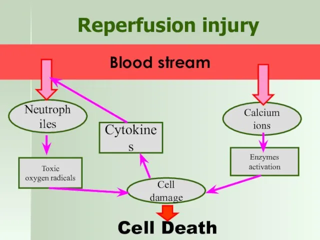 Reperfusion injury Neutrophiles Calcium ions Blood stream Toxic oxygen radicals Cell