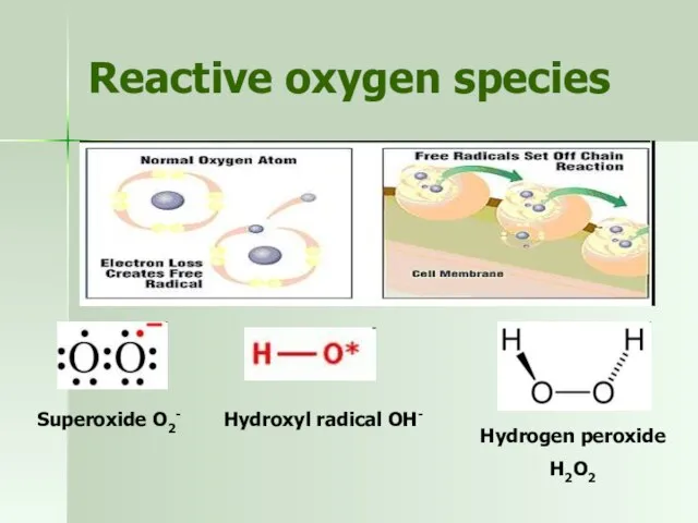 Reactive oxygen species Superoxide O2- Hydroxyl radical OH- Hydrogen peroxide H2O2