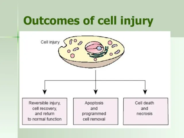 Outcomes of cell injury
