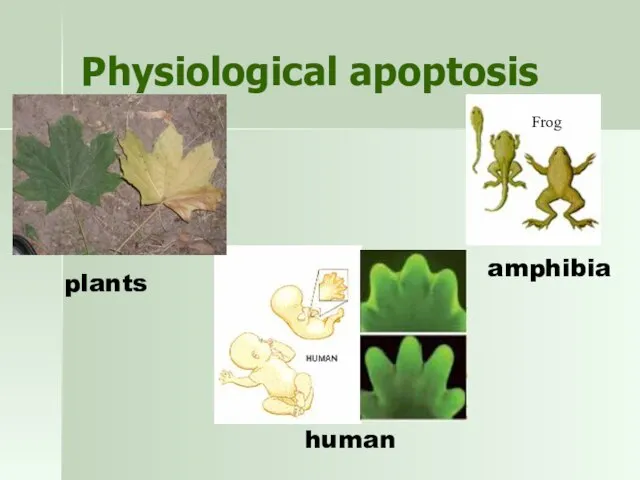 Physiological apoptosis Frog plants amphibia human