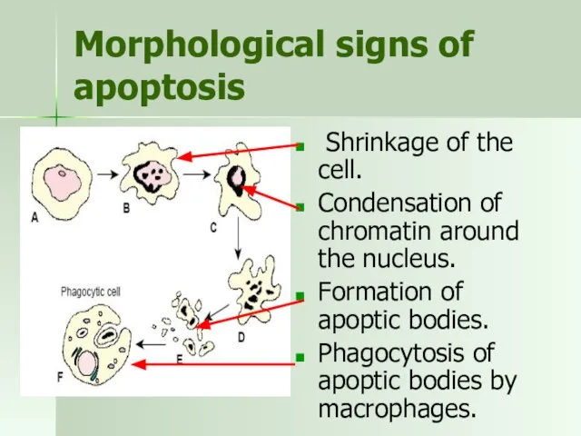 Morphological signs of apoptosis Shrinkage of the cell. Condensation of chromatin