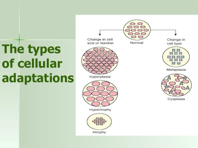The types of cellular adaptations