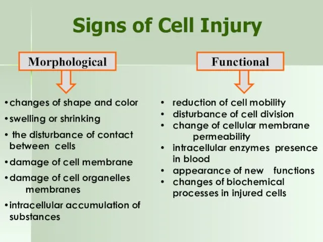 Signs of Cell Injury Morphological Functional changes of shape and color