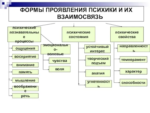 ФОРМЫ ПРОЯВЛЕНИЯ ПСИХИКИ И ИХ ВЗАИМОСВЯЗЬ психические познавательные процессы психические состояния