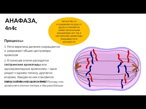 АНАФАЗА, 4n4c Процессы: 1. Нити веретена деления сокращаются и разрывают общие