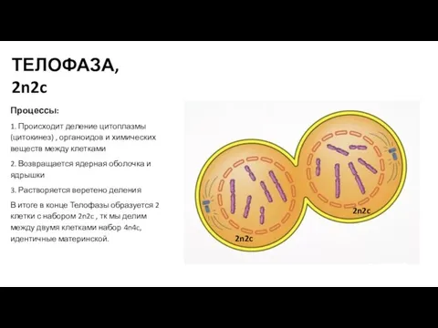 ТЕЛОФАЗА, 2n2c Процессы: 1. Происходит деление цитоплазмы (цитокинез) , органоидов и