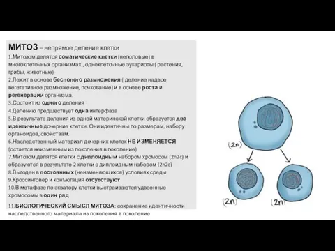 МИТОЗ – непрямое деление клетки 1.Митозом делятся соматические клетки (неполовые) в