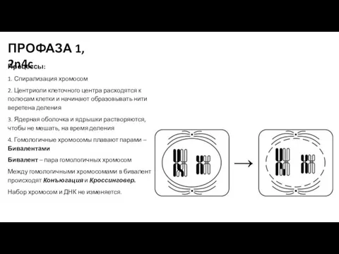 Процессы: 1. Спирализация хромосом 2. Центриоли клеточного центра расходятся к полюсам