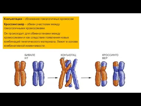 Конъюгация – сближение гомологичных хромосом Кроссинговер – обмен участками между гомологичными