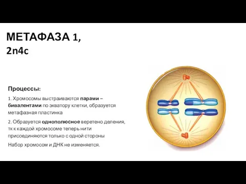 Процессы: 1. Хромосомы выстраиваются парами – бивалентами по экватору клетки, образуется