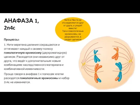 Процессы: 1. Нити веретена деления сокращаются и оттягивают каждый к своему