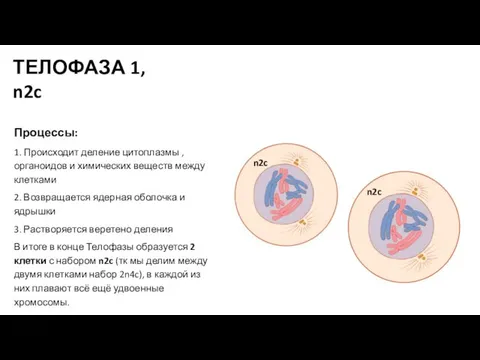 Процессы: 1. Происходит деление цитоплазмы , органоидов и химических веществ между