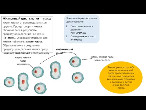 жизнь клетки Кати началась Жизненный цикл клетки – период жизни клетки