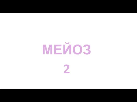 МЕЙОЗ 2