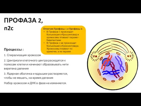 Процессы : 1. Спирализация хромосом 2. Центриоли клеточного центра расходятся к