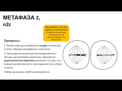 Процессы: 1. Хромосомы выстраиваются в ряд по экватору клетки, образуя метафазную