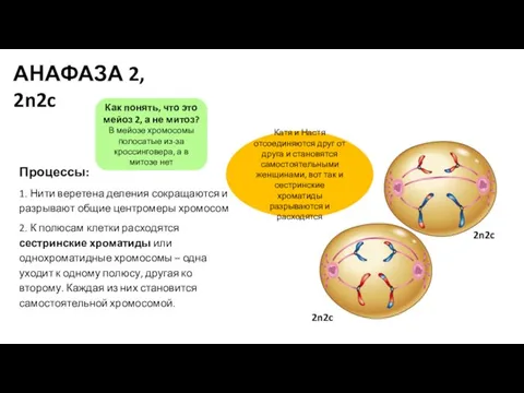 Процессы: 1. Нити веретена деления сокращаются и разрывают общие центромеры хромосом